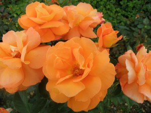 SPARKLE (hybrid tea)